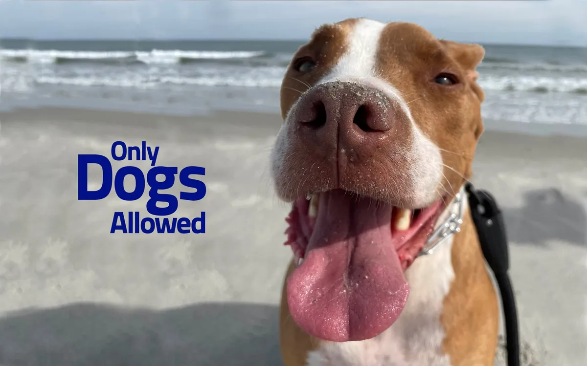 A joyful dog's face is featured in the foreground, with the ocean visible behind and the playful text 'Only Dogs Allowed.' The scene is sunlit, evoking a sense of fun and inclusion for pet owners.